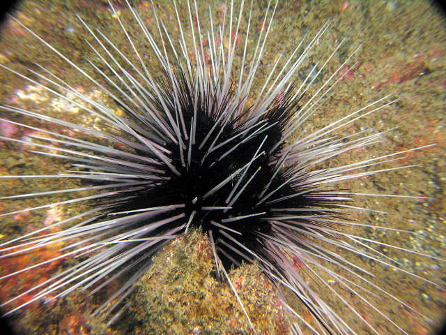 Echinothrix diadema